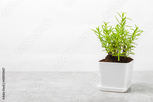 Fresh garden herbs in pots. Rosemary, mint, oregano and thyme in white pots. Seedling of spicy spices and herbs. Assorted fresh herbs in a pot. Home aromatic and culinary herbs.Place for text.