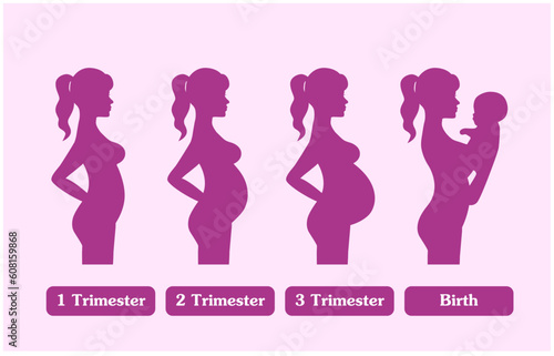 Pregnant woman silhouette, stages of pregnancy 