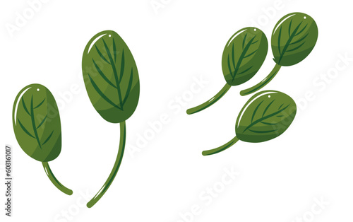 Epinards format vectoriel, fond transparent