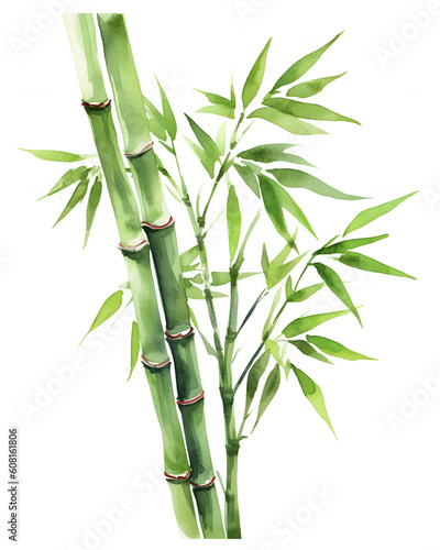 bamboo isolated on white