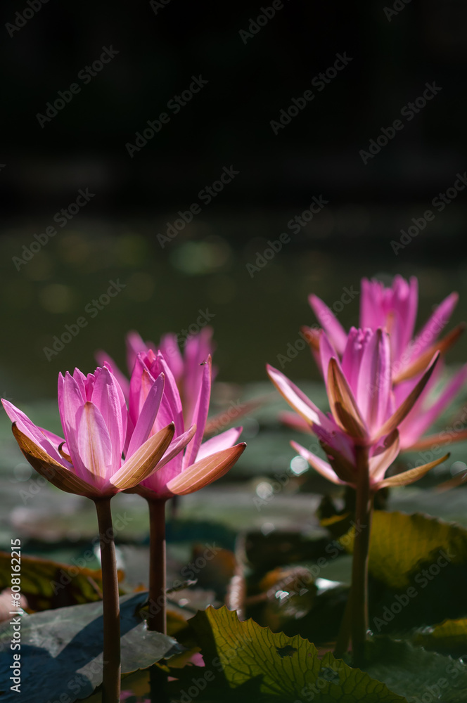 The natural of pink lotus flower with young spring leaves of the plant in water on sunny spring day in water. The natural of pink lotus flower with young spring leaves of the plant in water on sunny spring day in water.