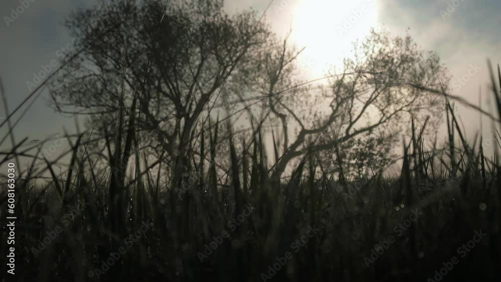 morning dew drops on the grass, sunrise, sun, nature morning dew drops on the grass, sunrise, sun, nature