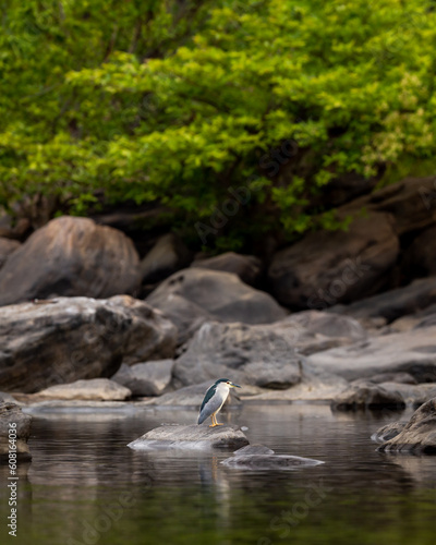 Black crowned or capped night heron or Nycticorax nycticorax bird perched on big rock in natural green scenic background in river water at forest of central india