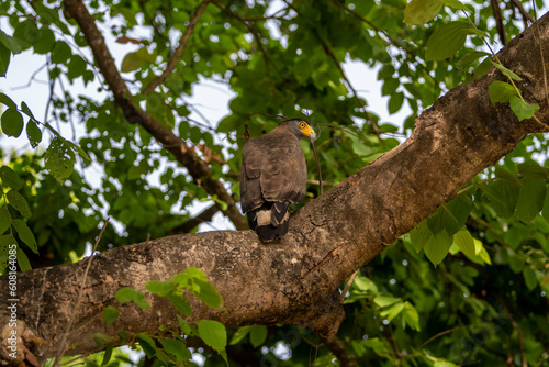 Crested Serpent Eagle or Spilornis cheela bird of prey closeup perched on tree with eye contact in safari at chuka ecotourism spot or pilibhit national park tiger reserve uttar pradesh india asia photo