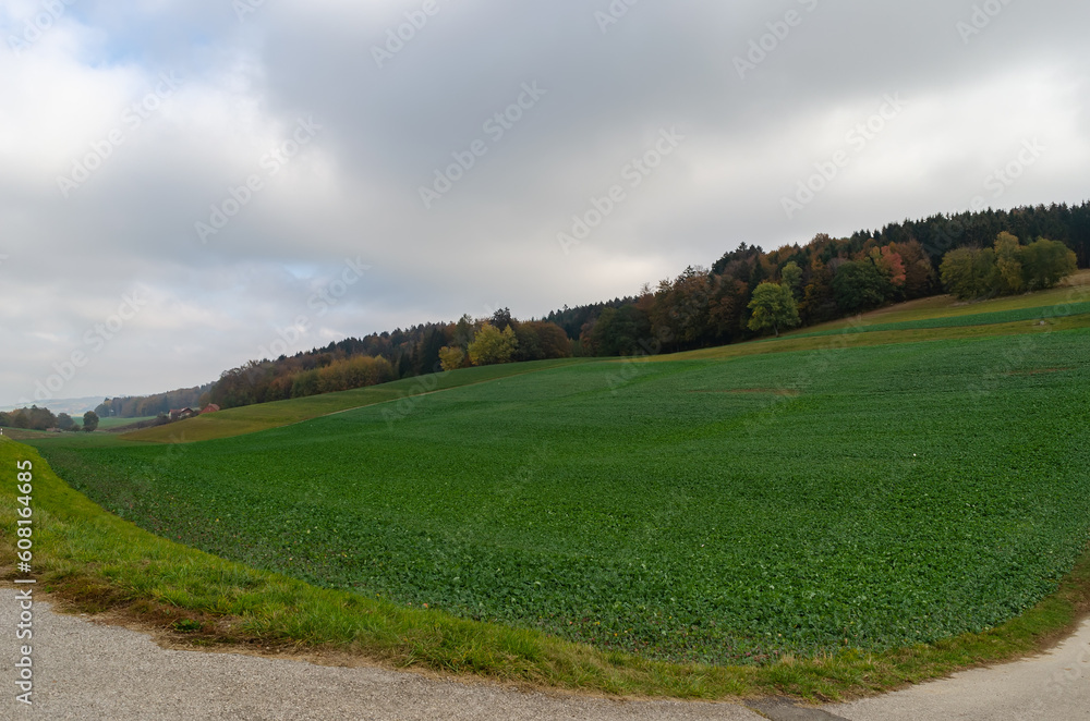 Obraz premium landscape with grass and blue sky