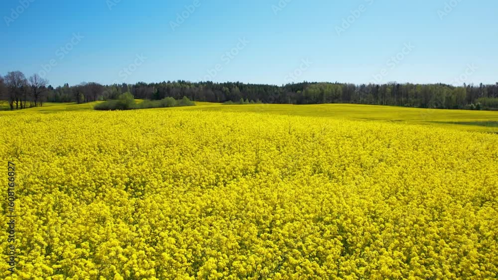 Perfect yellow field of blooming flowers in rolling hills meadow against forest and blue sky Perfect yellow field of blooming flowers in rolling hills meadow against forest and blue sky