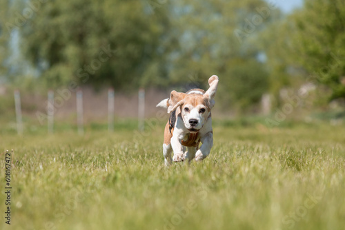 Beagle dog running and playing on the medow