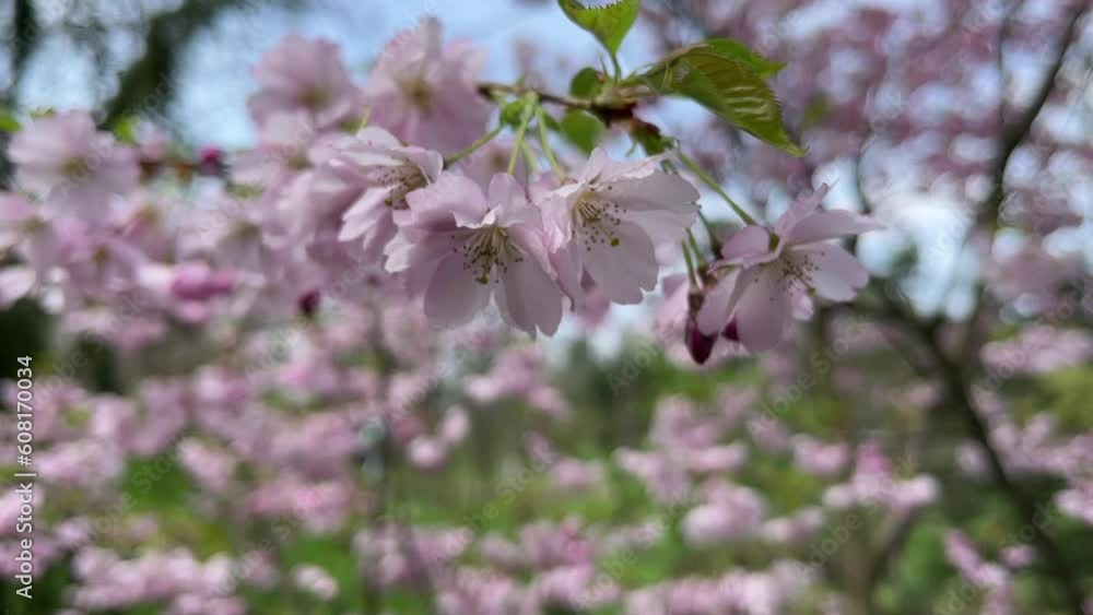 Delicate pink cherry blossoms. In the garden. Delicate pink cherry blossoms. In the garden.