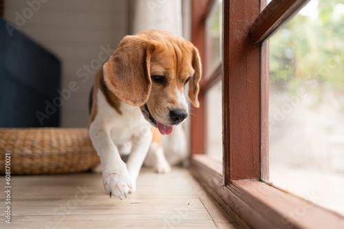 Beagle dogs are intelligent, lively, fun and do not stand still. There is overflowing cuteness. Slightly stubborn but can be trained to obey commands © Wosunan