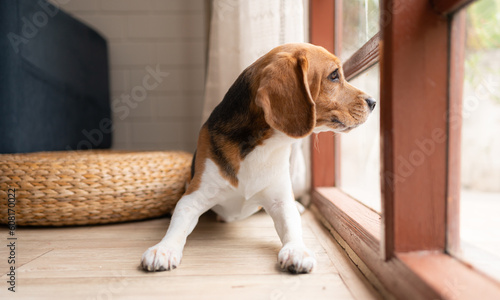 Photography Beagle dogs are intelligent, lively, fun and do not stand still