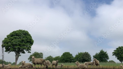 Sheep and lambs in a group in May in a field, North Yorkshire, England, United Kingdom
