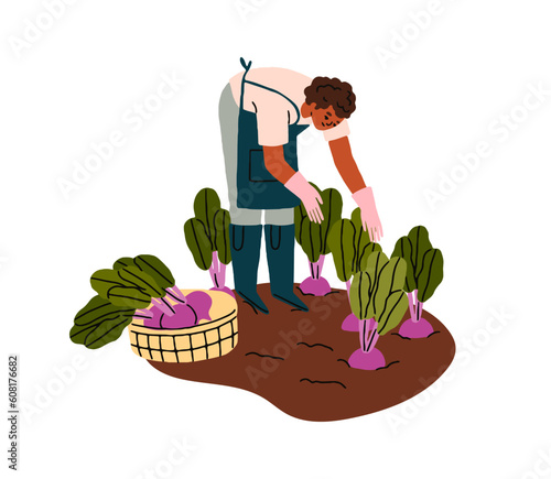 Farmer collecting vegetables, picking beet harvest, beetroots. Person works at farm field, cultivating food crops, plants. Agriculture worker. Flat vector illustration isolated on white background