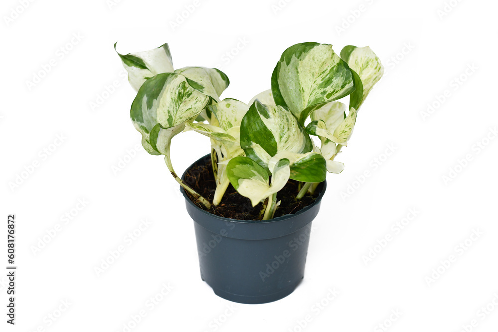 Exotic 'Epipremnum Aureum Manjula' pothos houseplant in flower pot on white background Exotic 'Epipremnum Aureum Manjula' pothos houseplant in flower pot on white background