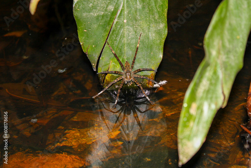 やんばるの森の生き物　オハシリグモ
