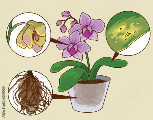Orchid health problems. How to care about orchid. Vector illustration
