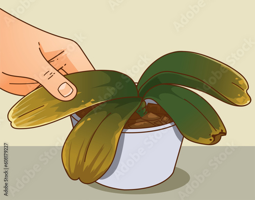 Orchid leaves turned yellow. Orchid health problems. Dried plant, dried orchid. How to care about orchid. Vector illustration