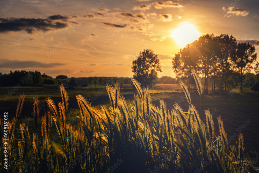 Beautiful summer landscape. Field with spikelets on the edge of the forest at sunset. The beauty of nature