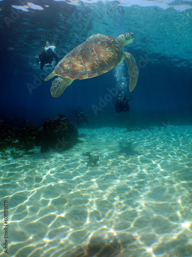 a beautiful sea turtle in the crystal clear waters of the caribbean sea