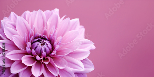 Wonderful Flower on Pink Background, Macro Photography Perfect for Wallpaper