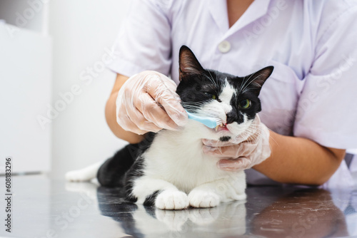 Cleaning cat teeth with toothbrush