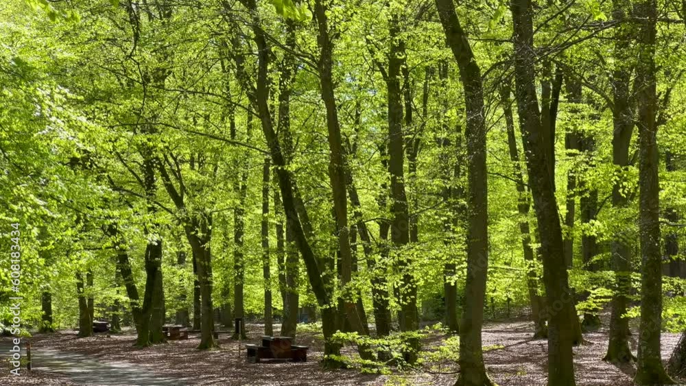 Beech (Fagus sylvatica) forest springtime in Snogeholm, Scania, Sweden, Scandinavia, Europe Beech (Fagus sylvatica) forest springtime in Snogeholm, Scania, Sweden, Scandinavia, Europe