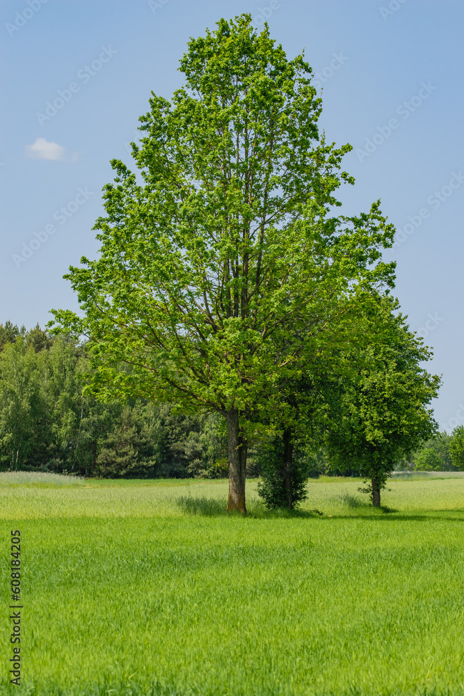 Drzewa liściaste na pięknej trawie - obrazy, fototapety, plakaty 