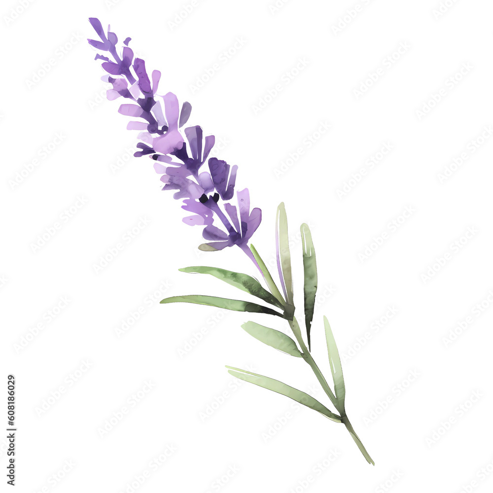 Obraz premium water color lavender isolated in white background