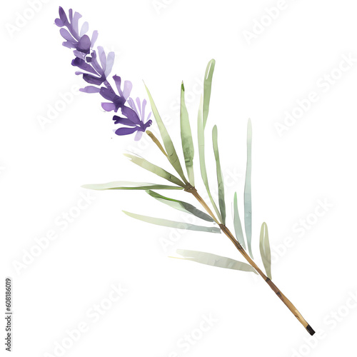 water color lavender isolated in white background