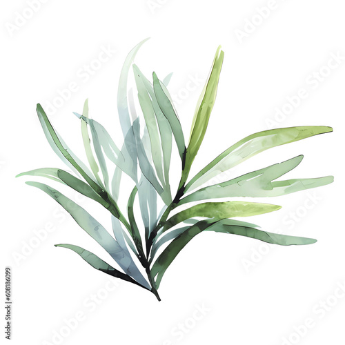 water color lavender isolated in white background