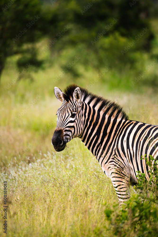 Fototapeta premium zebra eating grass