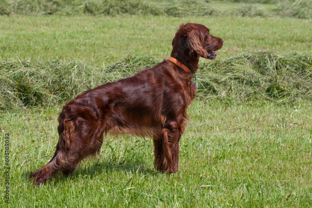 A beautiful, shiny Irish Setter stands in the sunshine among the haystacks on the mown meadow, carefully observing the surroundings for fleeing game.