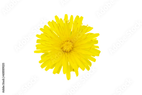 yellow flower of a dandelion on a transparent isolated background. png