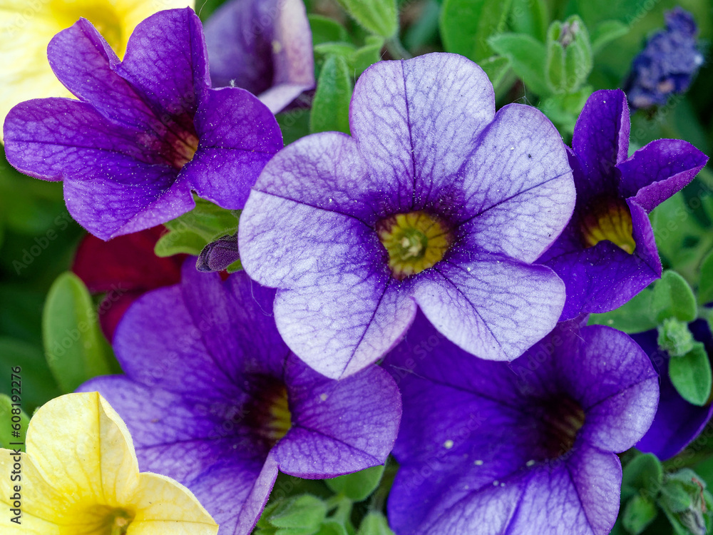 Spring flowers Spring flowers