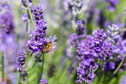 Spring lavender flowers under sunlight. Bees pollinate flowers and collect pollen. Lavender honey. Beautiful landscape of nature with a panoramic view. Hi spring. long banner