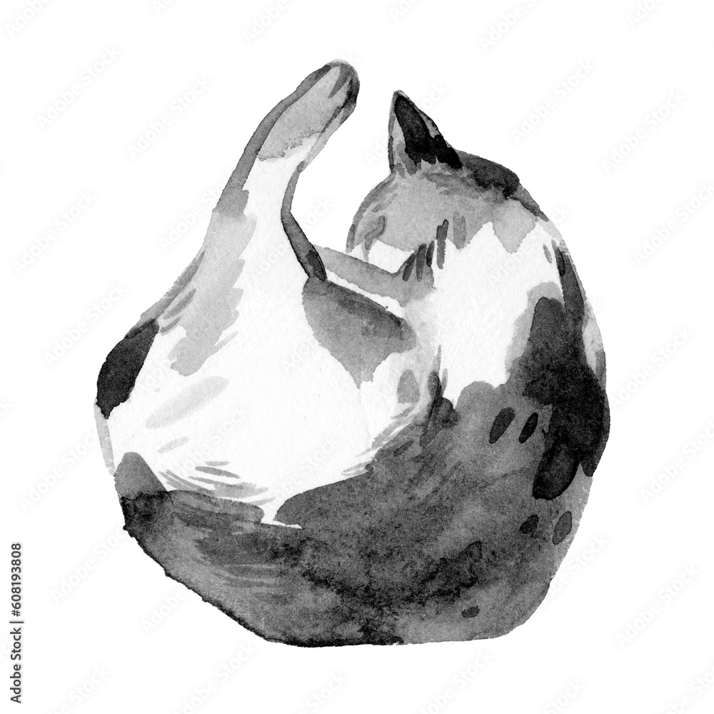 Sleeping cat watercolor and ink illustration. Black and white ink ...