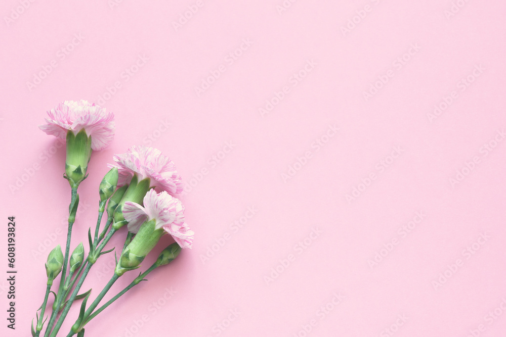 Pink carnations on pink background Pink carnations on pink background