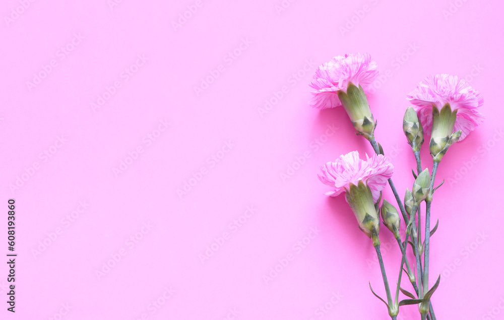 Pink carnations on pink background Pink carnations on pink background