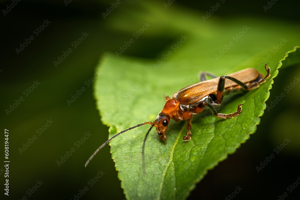 Insecte orange sur une feuille au printemp Insecte orange sur une feuille au printemp