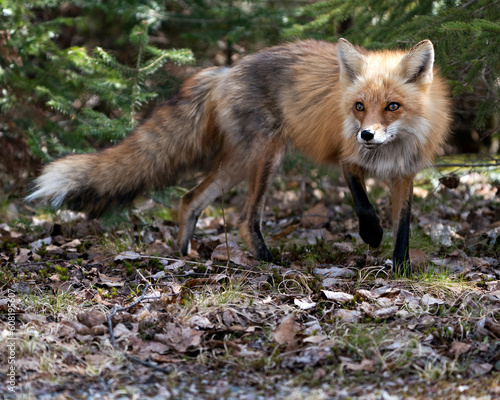 Red Fox Photo Stock. Fox Image. Close-up profile side view in the spring season with coniferous branches background and enjoying its environment and habitat. Picture. Portrait. ©  Aline