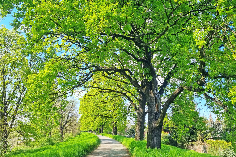 Beautiful green trees with a walking path.