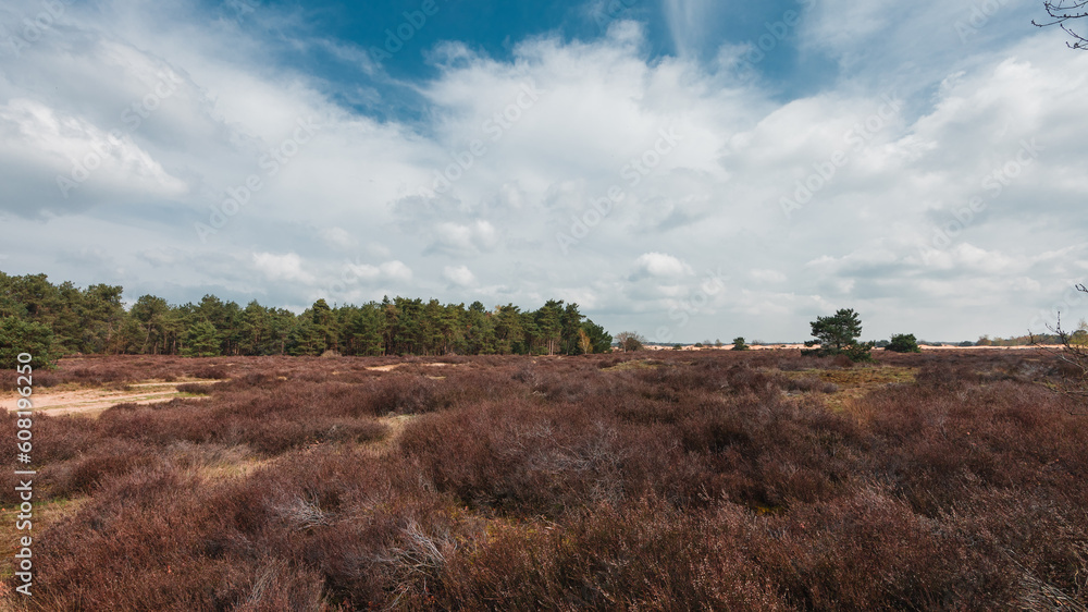 A blue sky over dry shrubs, pines and dry trees in The Loonse and Drunense Duinen National Park A blue sky over dry shrubs, pines and dry trees in The Loonse and Drunense Duinen National Park
