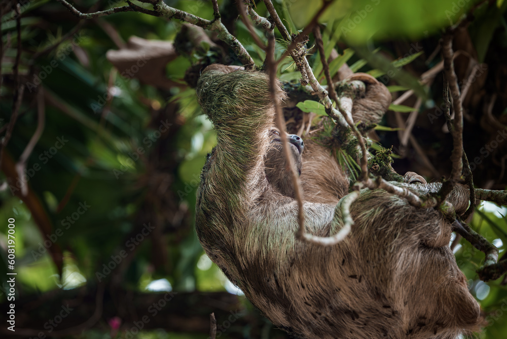 Cute sloth hanging on tree branch. Perfect portrait of wild animal in the Rainforest of Costa Rica scratching the belly, Bradypus variegatus, brown-throated three-toed sloth. Cute sloth hanging on tree branch. Perfect portrait of wild animal in the Rainforest of Costa Rica scratching the belly, Bradypus variegatus, brown-throated three-toed sloth.