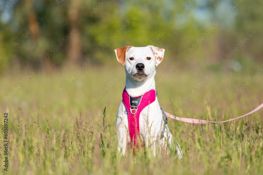 Cute crossbreed dog running in a field.