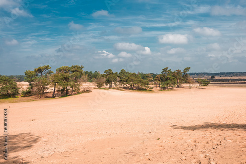 The Loonse and Drunense Duinen National Park, Blue Sky, Big White Clouds, Pines in the Distance, Dry Trees and Yellow Sand