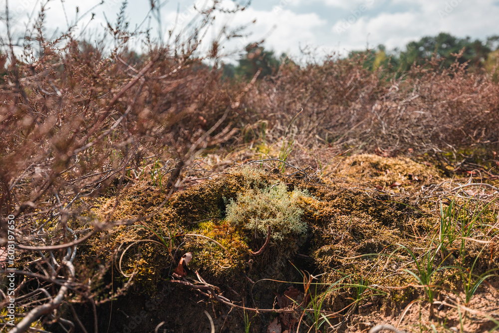 Fototapeta premium Dry grass, moss and shrubs in The Loonse and Drunense Duinen National Park