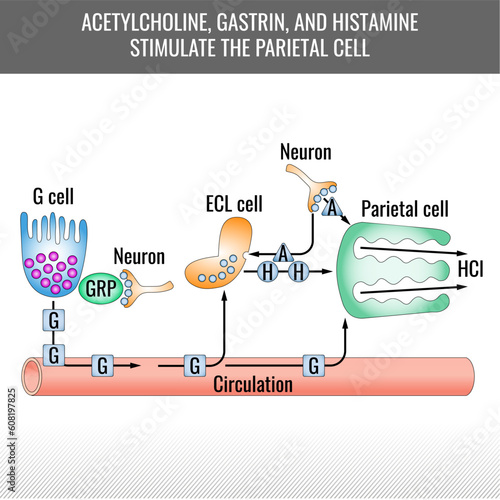 Parietal cell stimulation chart. Acetylcholine, gastrin, and histamine stimulate the parietal cell. Hydrochloric acid generation. Vector medical illustration