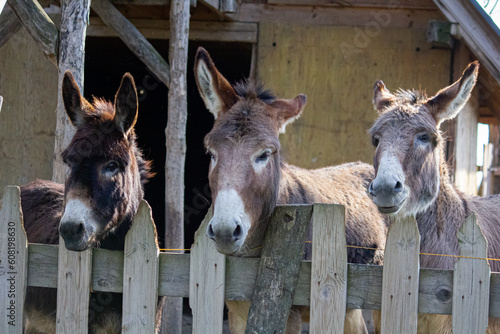 Three donkeys behind the fence.