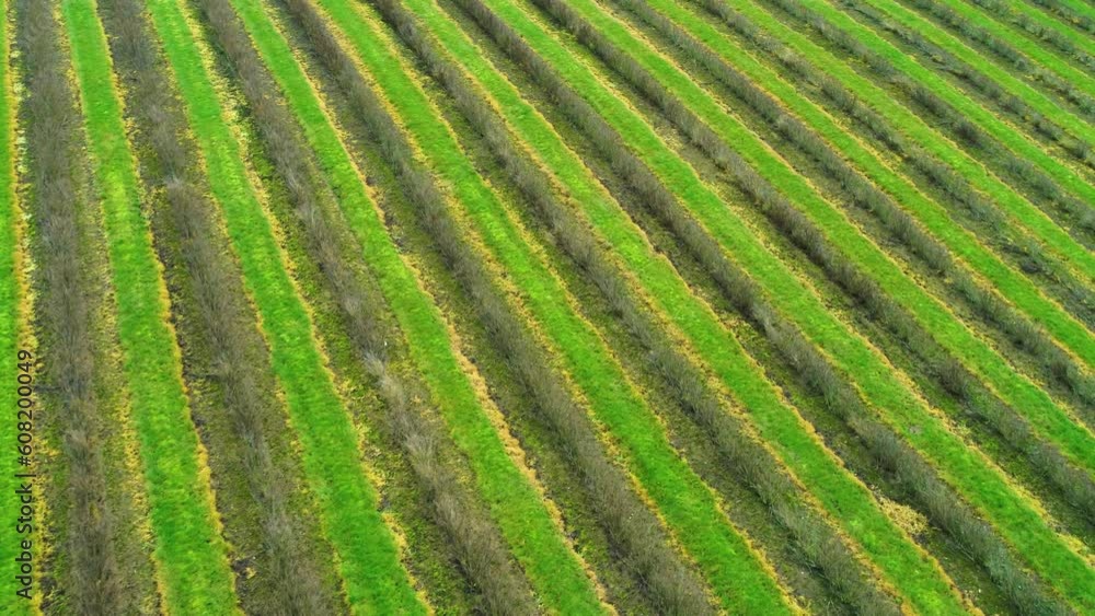 Aerial of long rows of blackcurrant bushes in a big field in Denmark Aerial of long rows of blackcurrant bushes in a big field in Denmark