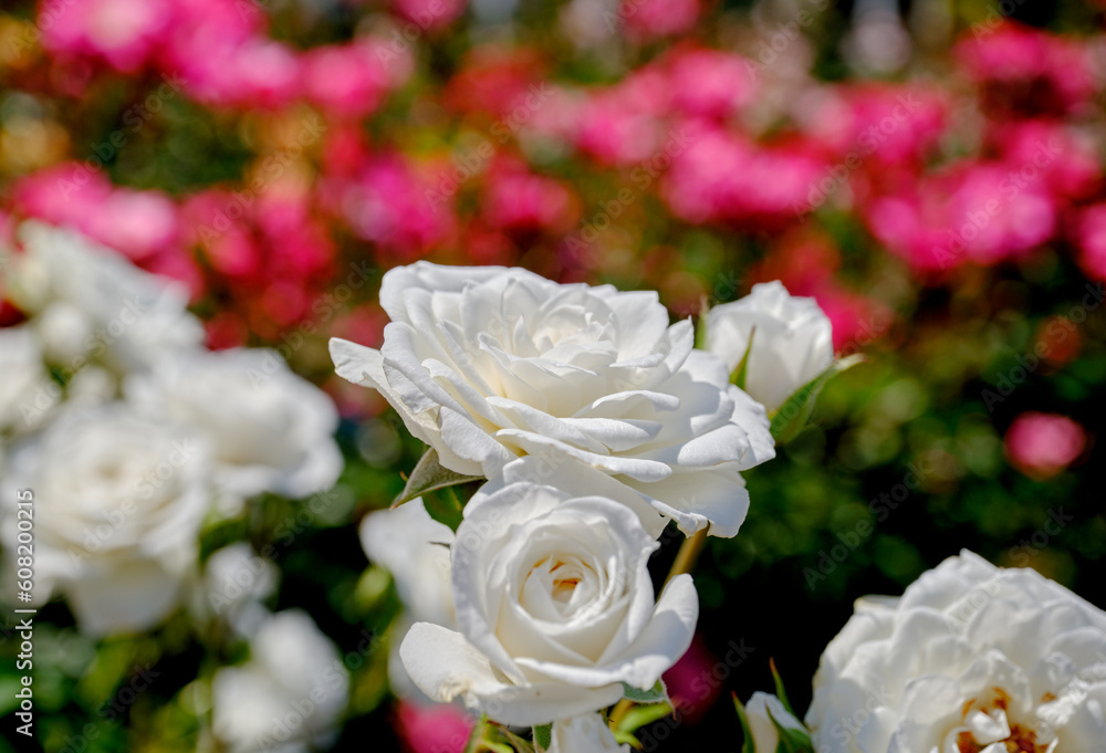 初夏の陽射しを浴びた鮮かな薔薇の花