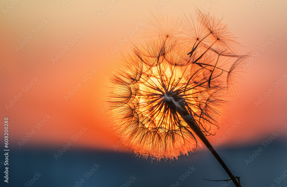 Dandelion silhouette against sunset with seeds blowing in the wind, summer concept.